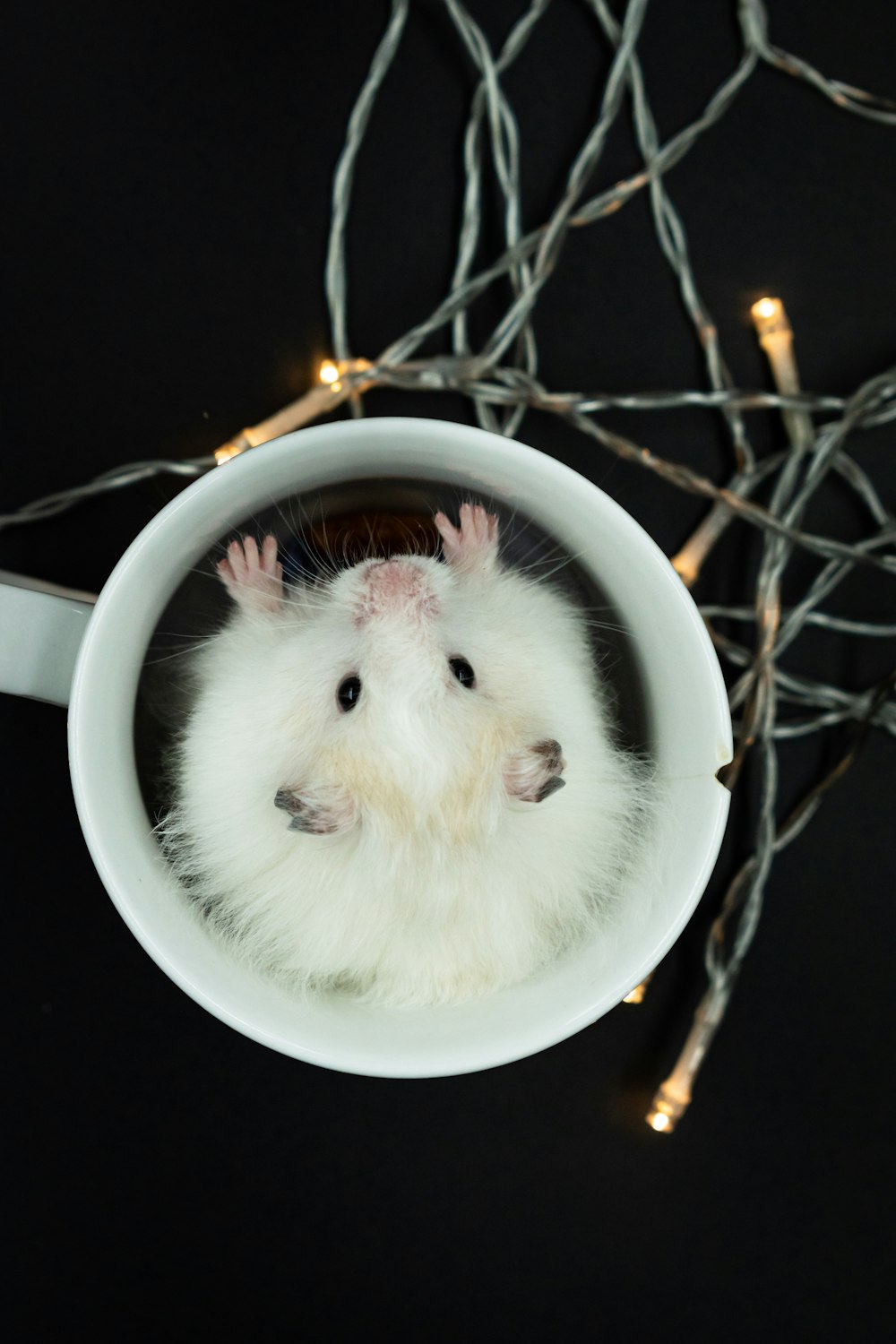 a hamster in a mug surrounded by christmas lights