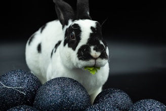 A black and white rabbit is chewing on a piece of green leafy vegetable. It is surrounded by several dark, glittery spheres against a dark background. The rabbit's fur has distinct black spots and it has alert, upright ears.