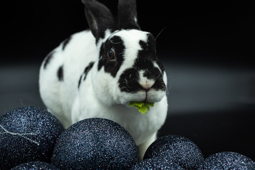 A black and white rabbit is chewing on a piece of green leafy vegetable. It is surrounded by several dark, glittery spheres against a dark background. The rabbit's fur has distinct black spots and it has alert, upright ears.