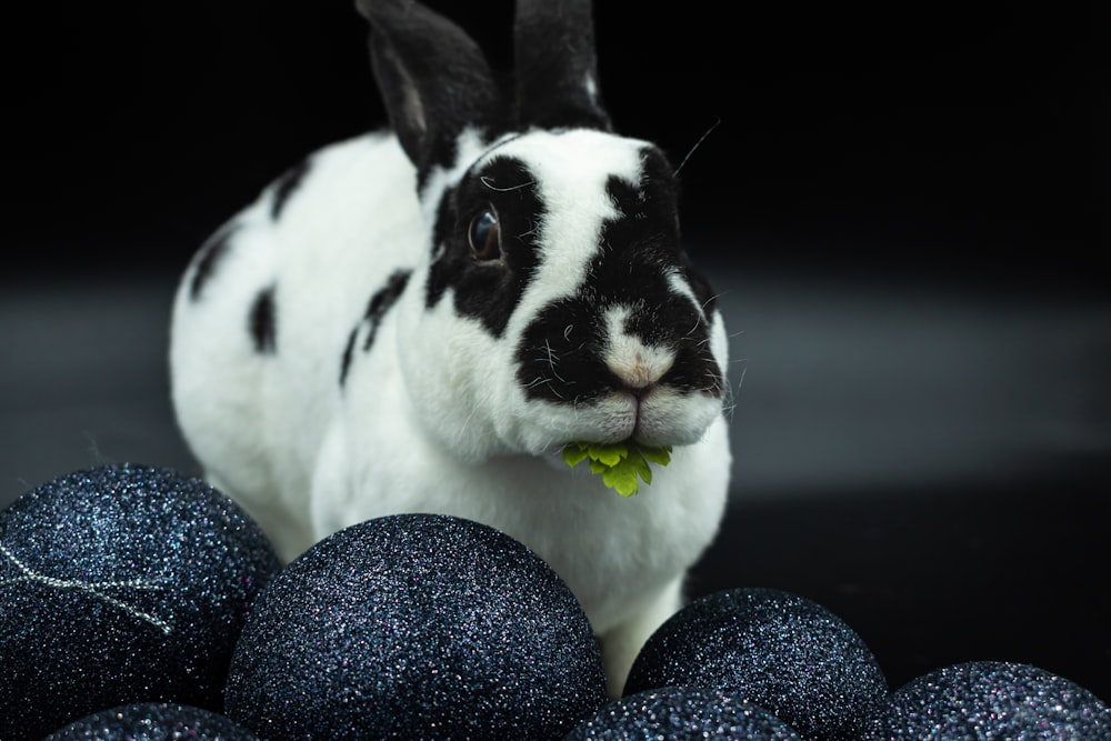 a black and white rabbit eating something out of its mouth
