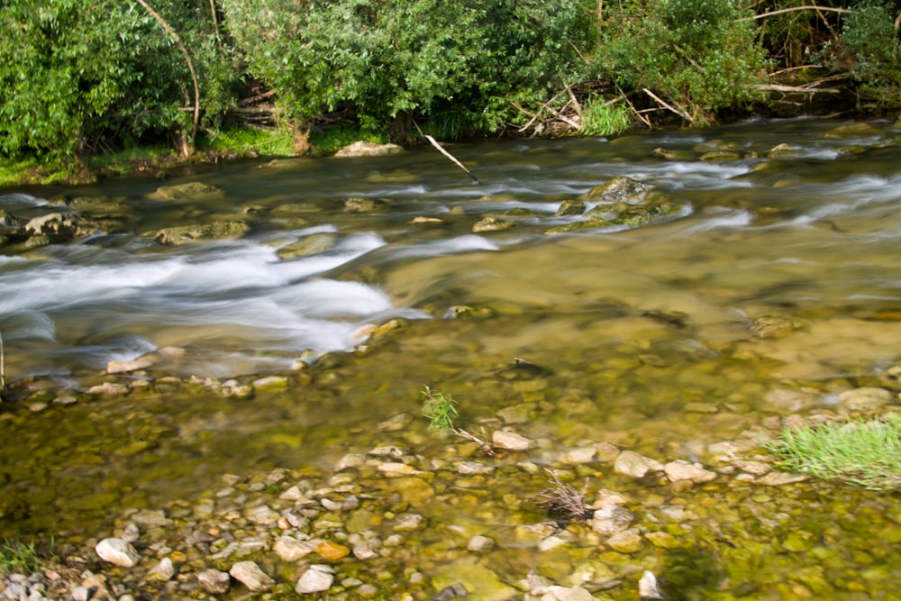 a stream of water running through a lush green forest