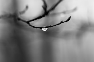 a black and white photo of a leaf on a tree branch