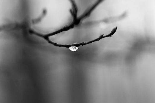a black and white photo of a leaf on a tree branch