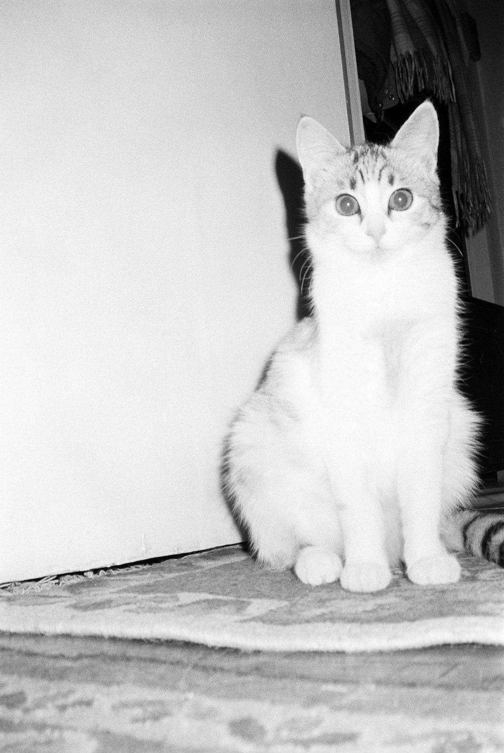 a black and white cat sitting on a rug