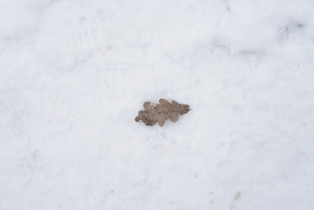 a leaf that is laying in the snow