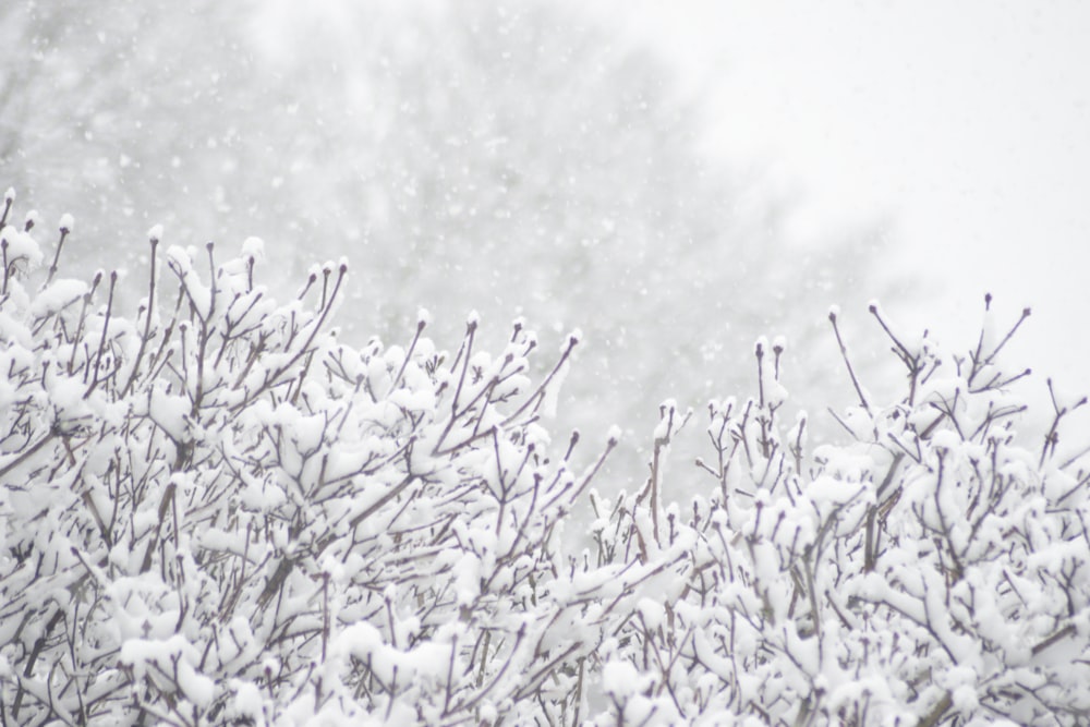 a bush covered in snow next to a forest