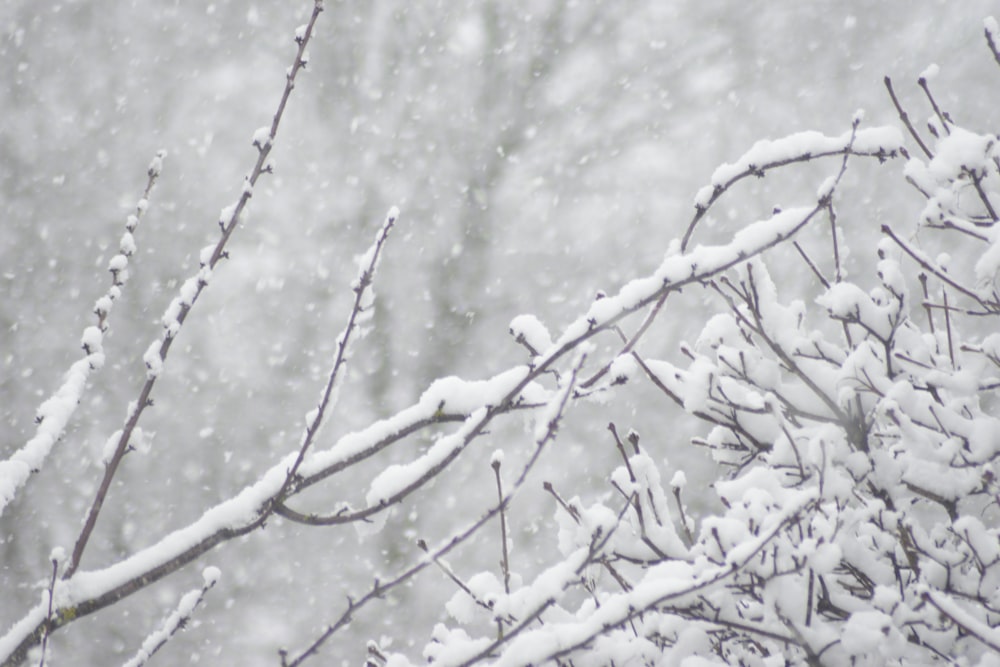 una rama de árbol cubierta de nieve con mucha nieve