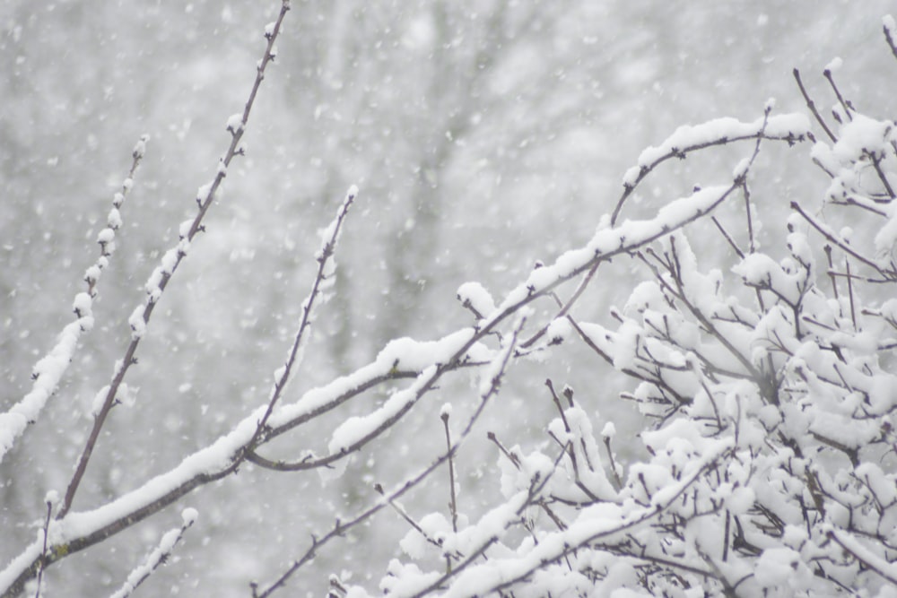 a snow covered tree branch with lots of snow on it