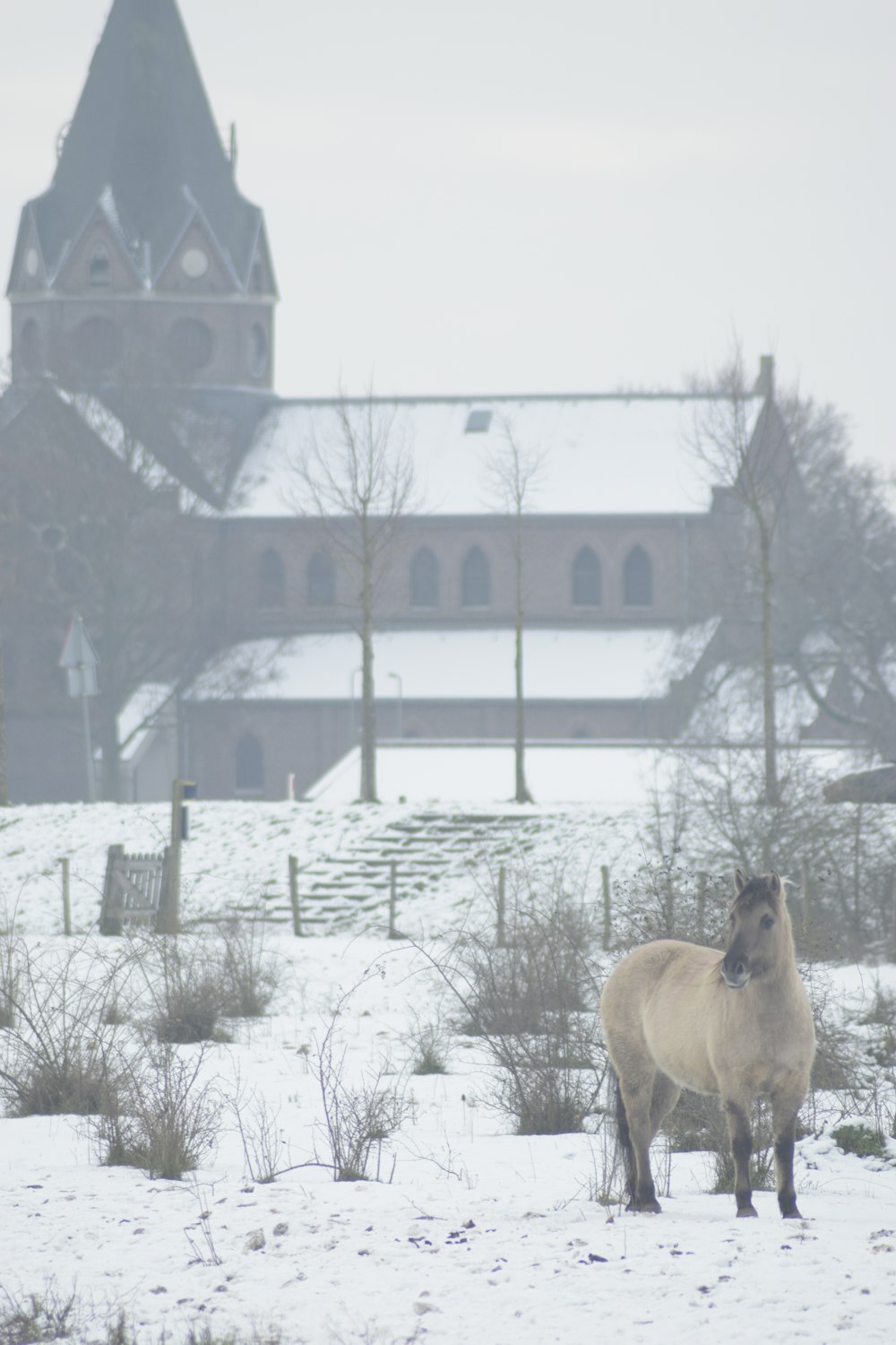 a horse standing in the snow in front of a building