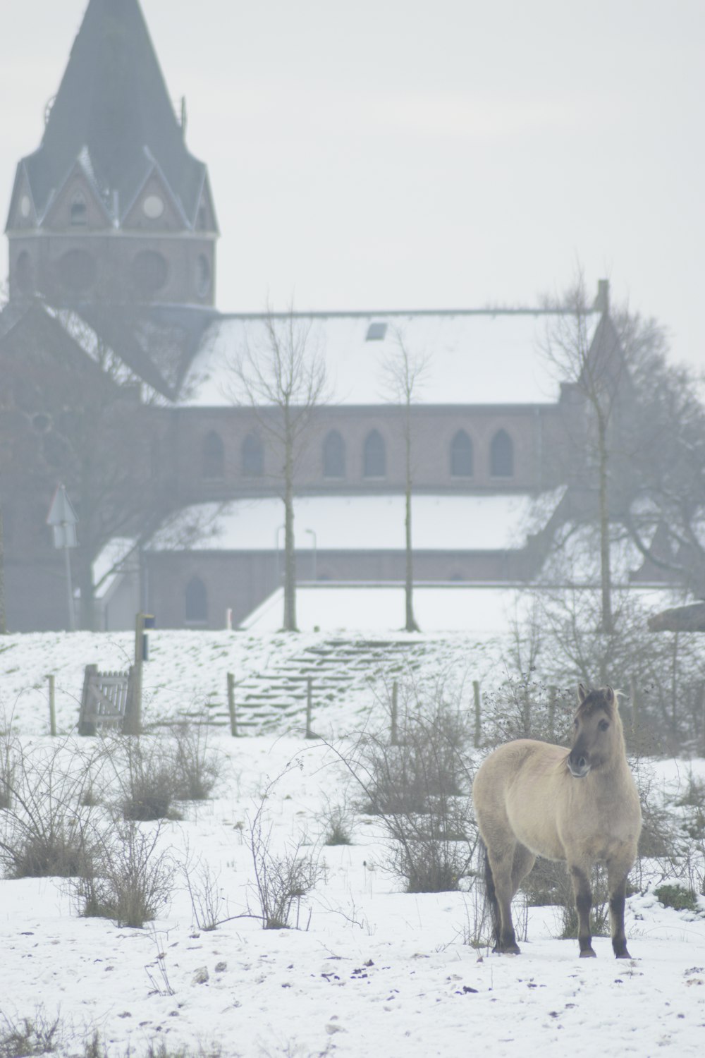 Ein Pferd steht im Schnee vor einem Gebäude