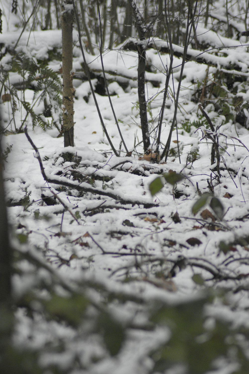a bird is standing in the snow in the woods