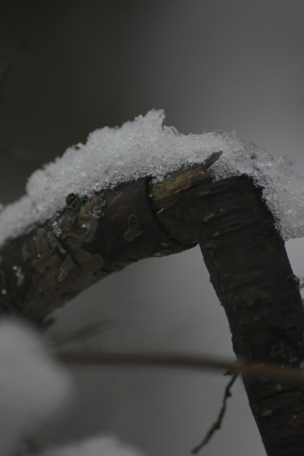 a small bird perched on a tree branch covered in snow