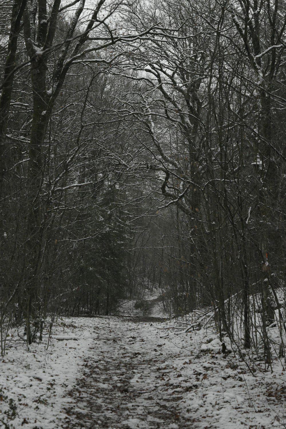 a snow covered path in a wooded area