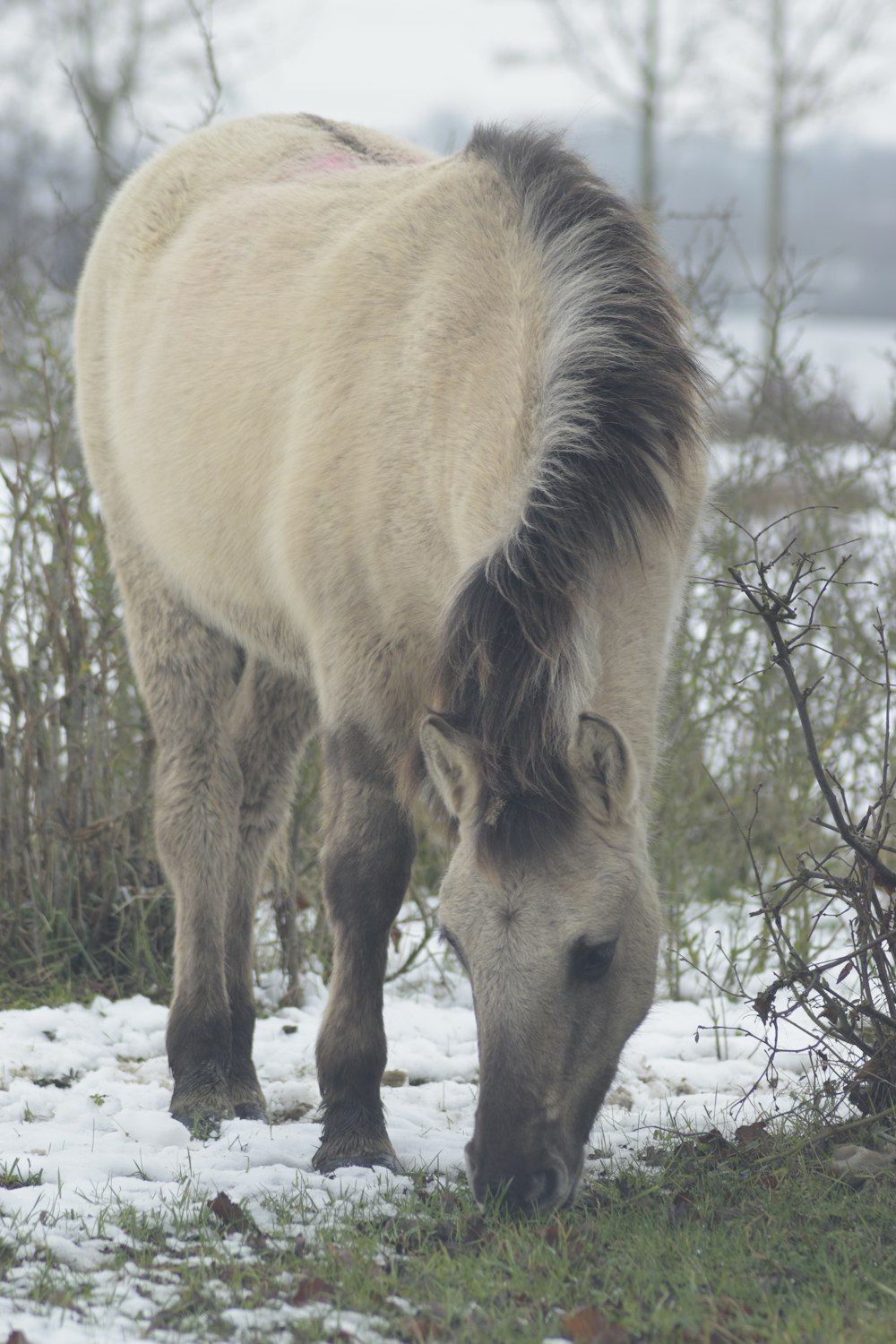 Ein weißes Pferd frisst Gras auf einem verschneiten Feld