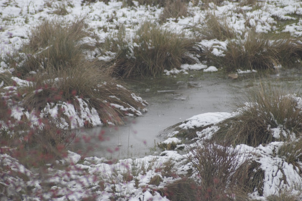 a bird standing on top of a snow covered field