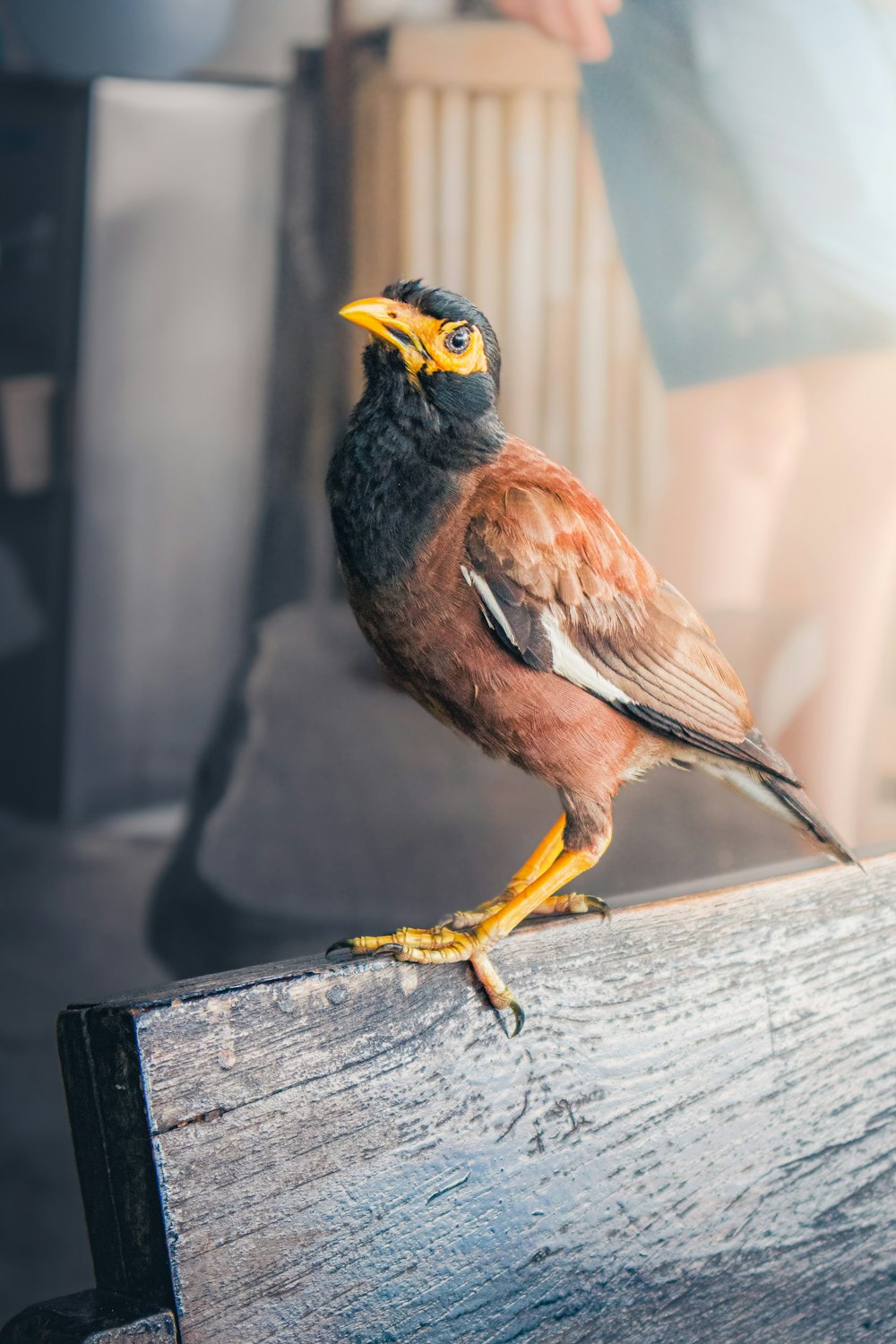 a small bird perched on a wooden bench