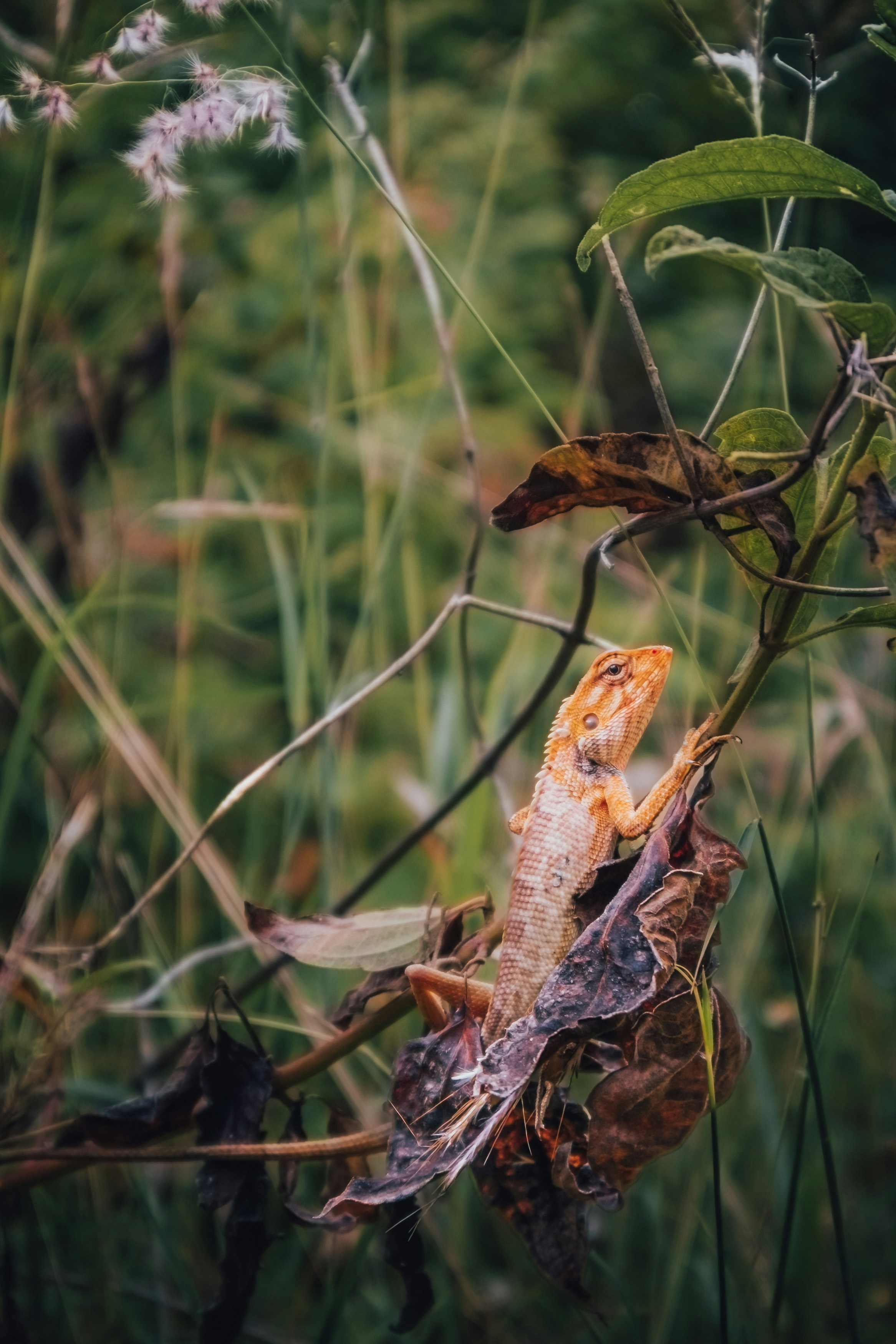 a lizard sitting on top of a leaf covered branch
