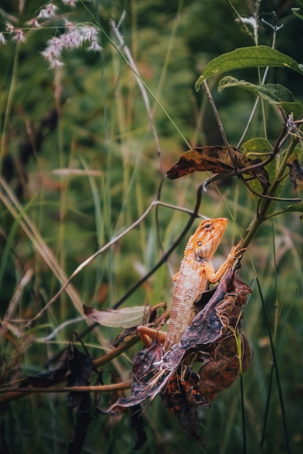 a lizard sitting on top of a leaf covered branch