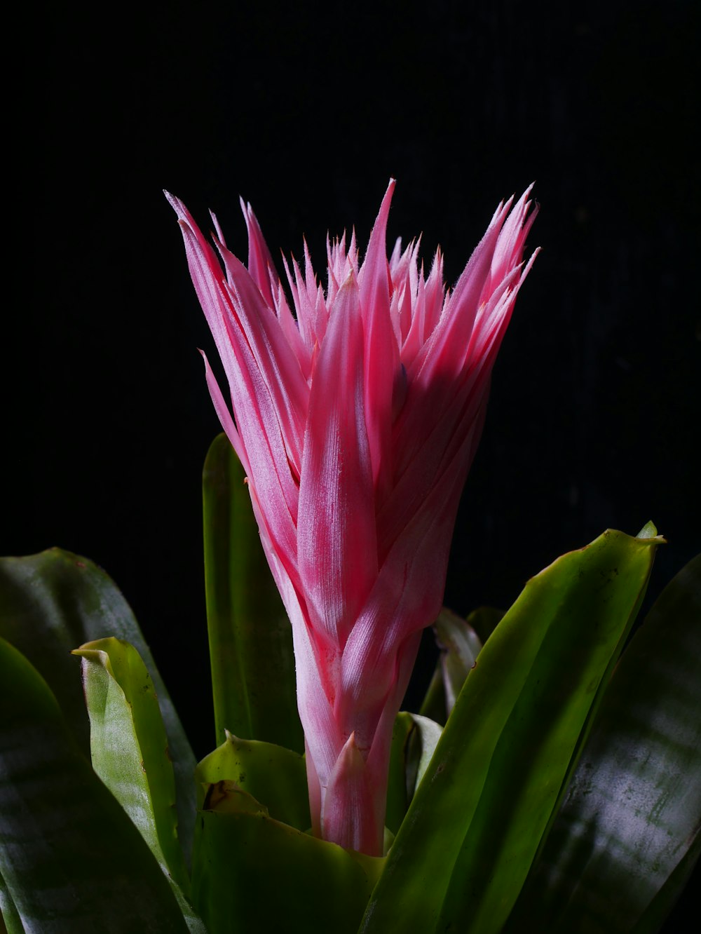 a pink flower with green leaves on a black background