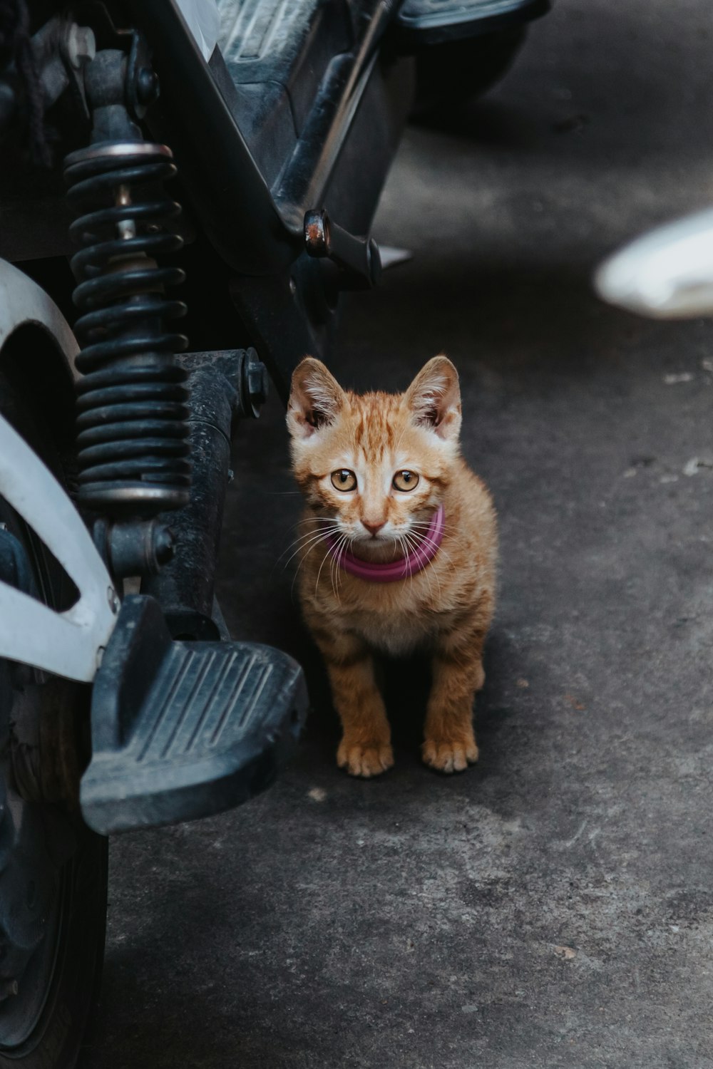 a small orange kitten standing next to a motorcycle