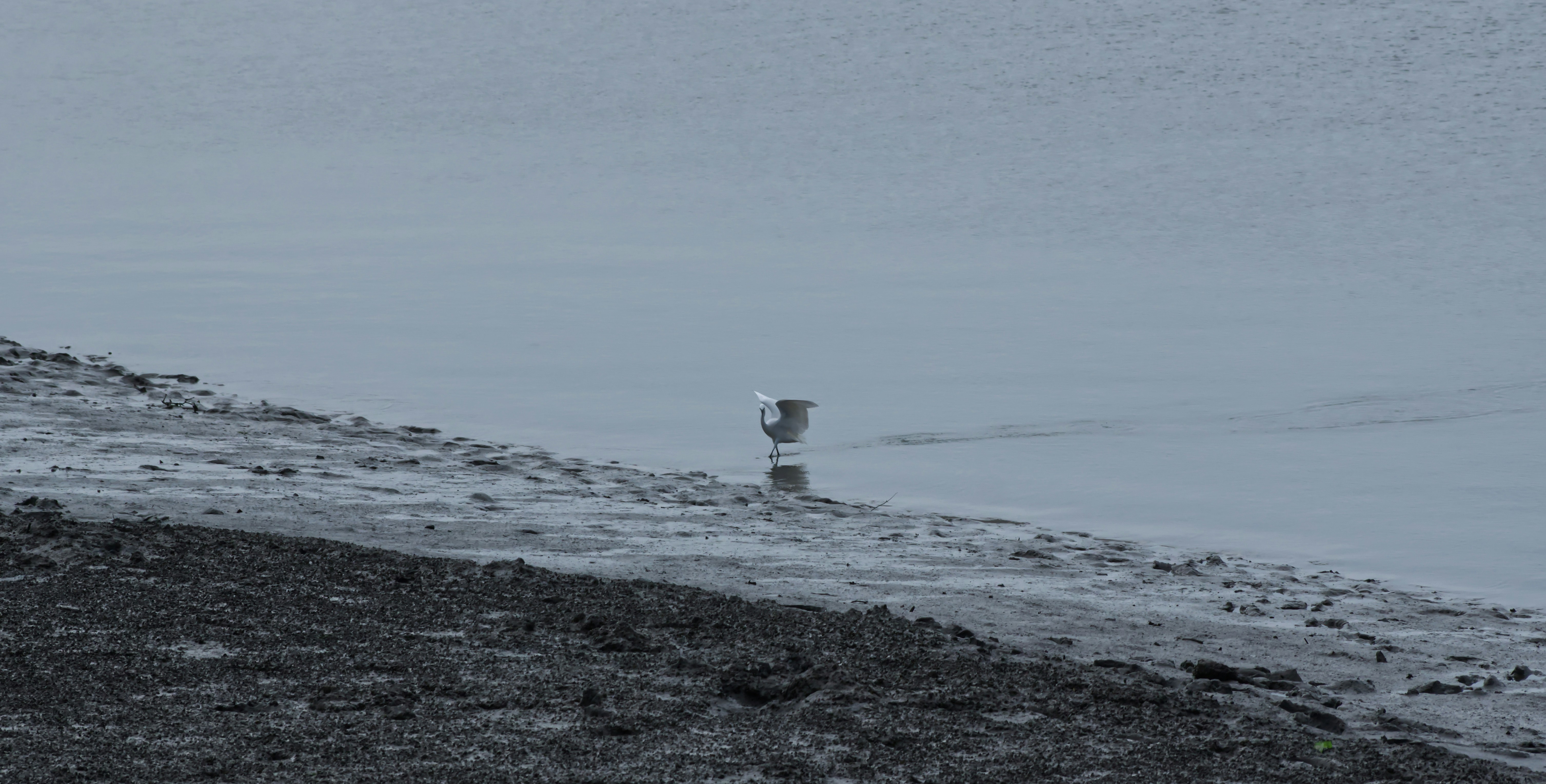 水域の端に立っている鳥