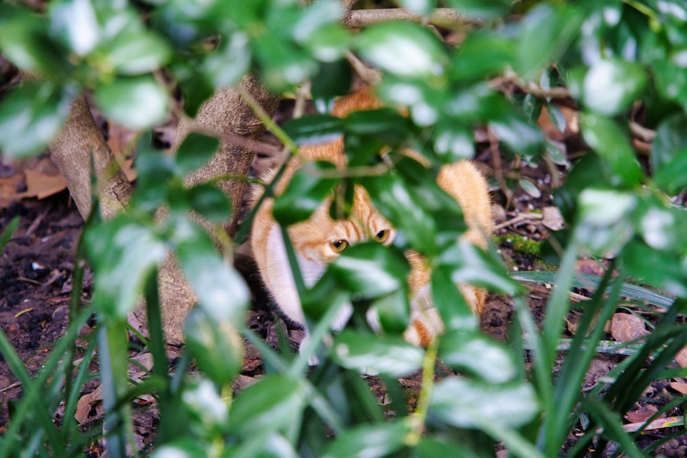 Eine Katze, die sich im Gebüsch versteckt und in die Kamera schaut