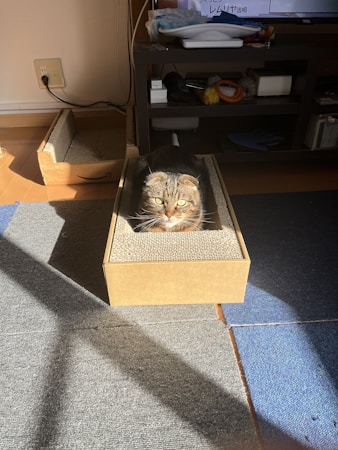 A cat with a serious expression is sitting inside a cardboard scratcher box on a carpeted floor. Sunlight creates shadows across the room. In the background, there is a television stand with various items on the shelves, including a dish on top.