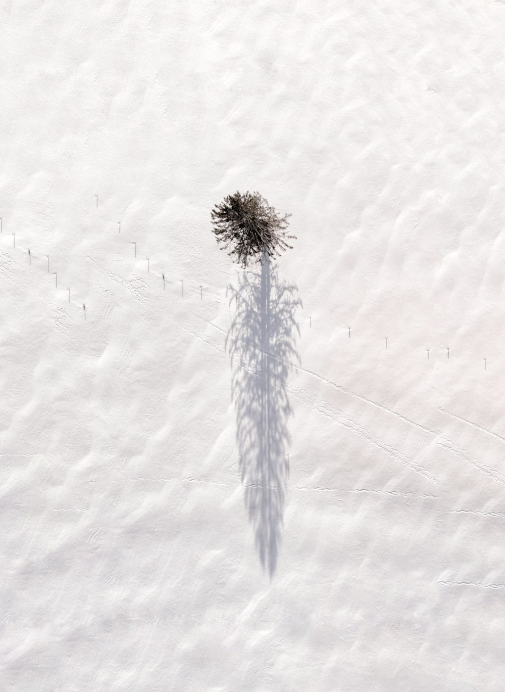 a lone tree casts a shadow on the snow