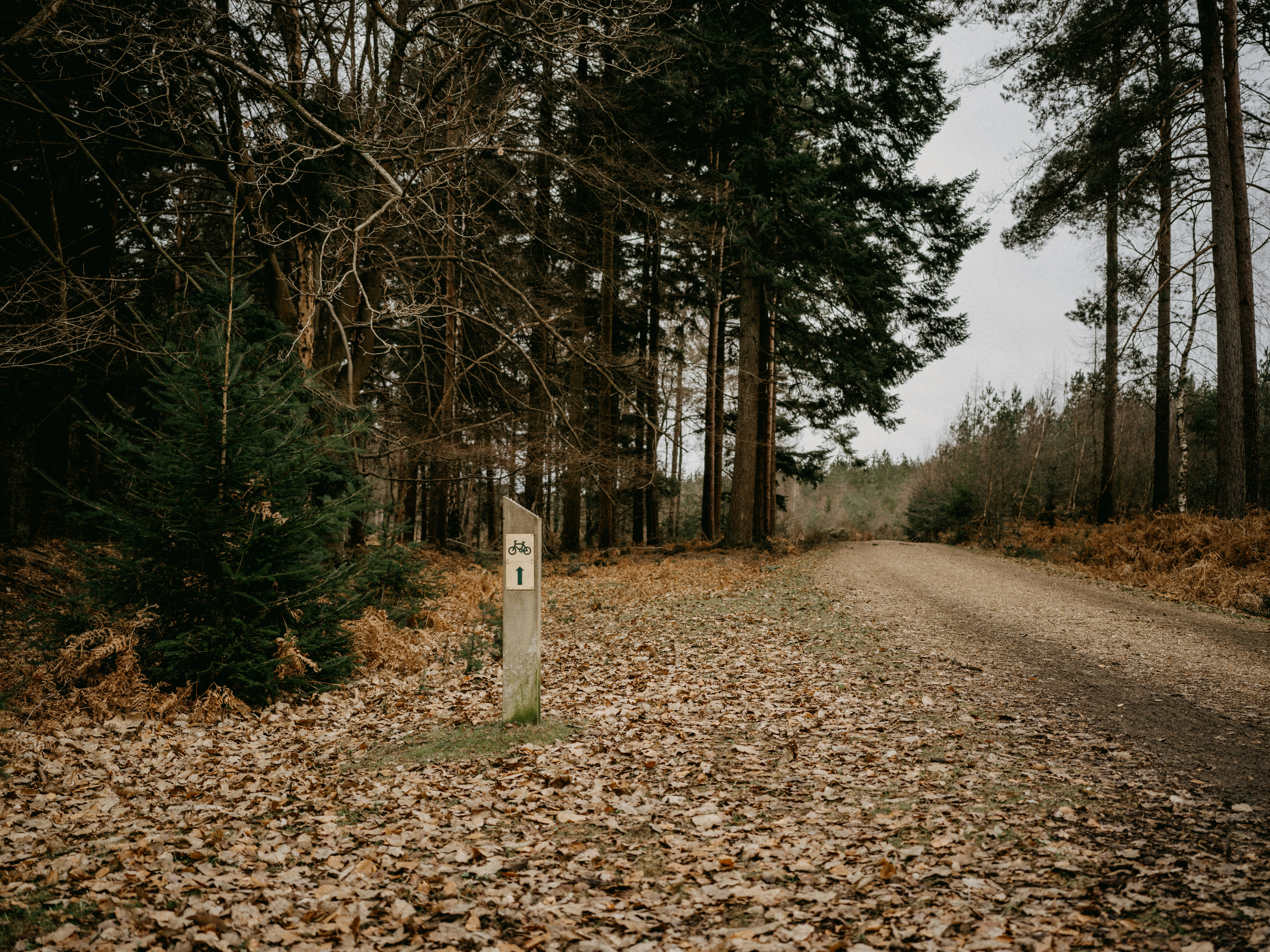 Best Compact Binoculars for Birding & Fieldwork (2026 Review and Maintenance Tips)