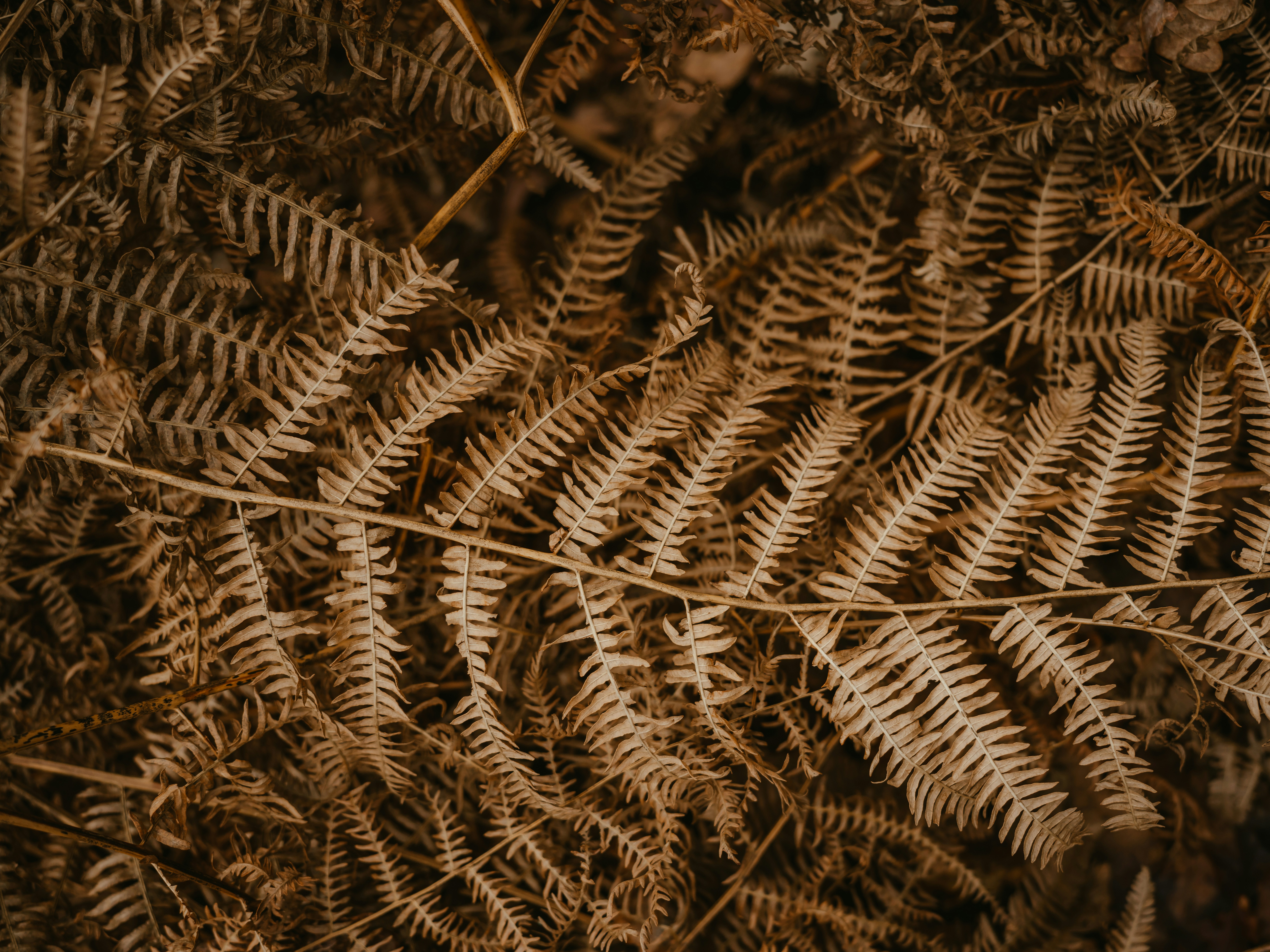 Photo by anniespratt