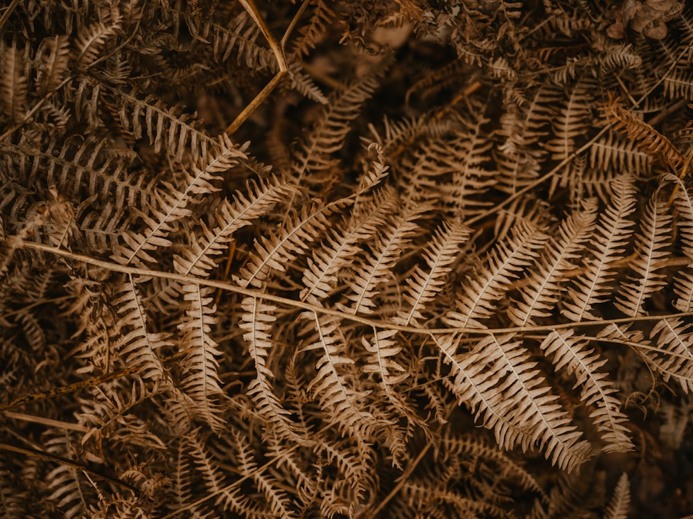 a close up of a plant with lots of leaves