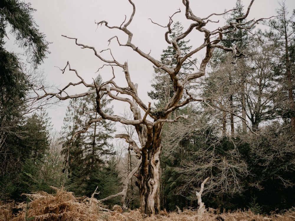 a large tree with no leaves in a forest