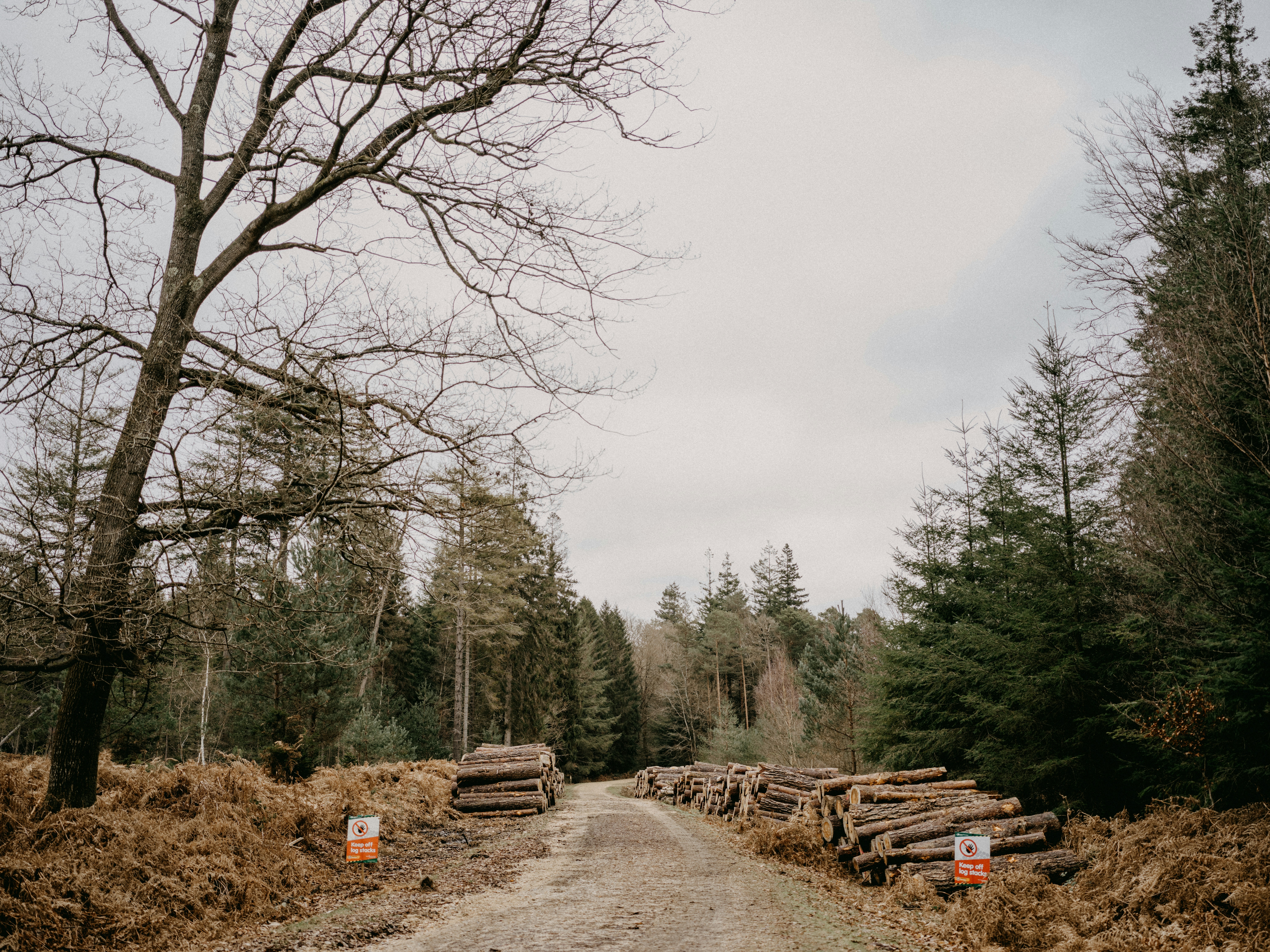 A dirt road surrounded by lots of trees photo – Free Path Image on Unsplash