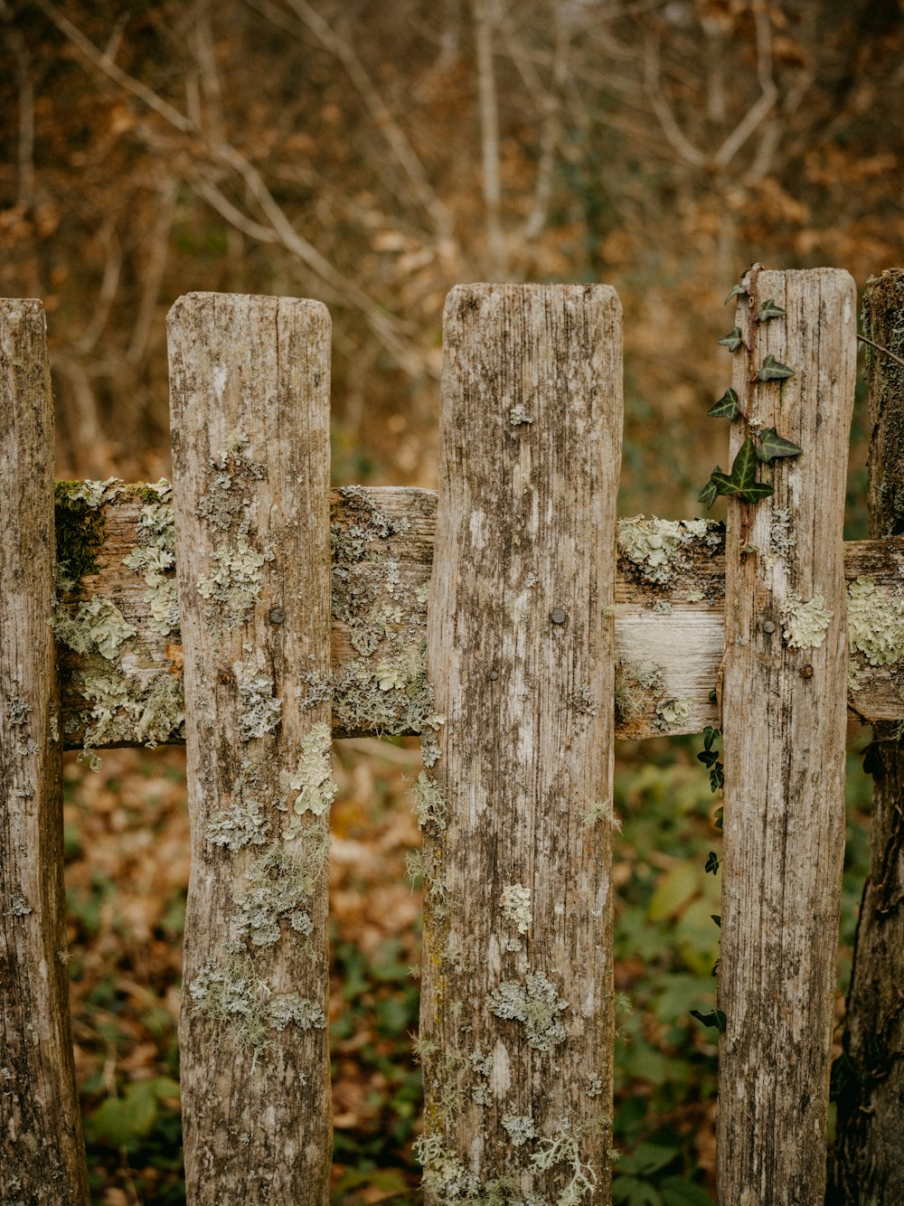 a wooden fence with moss growing on it