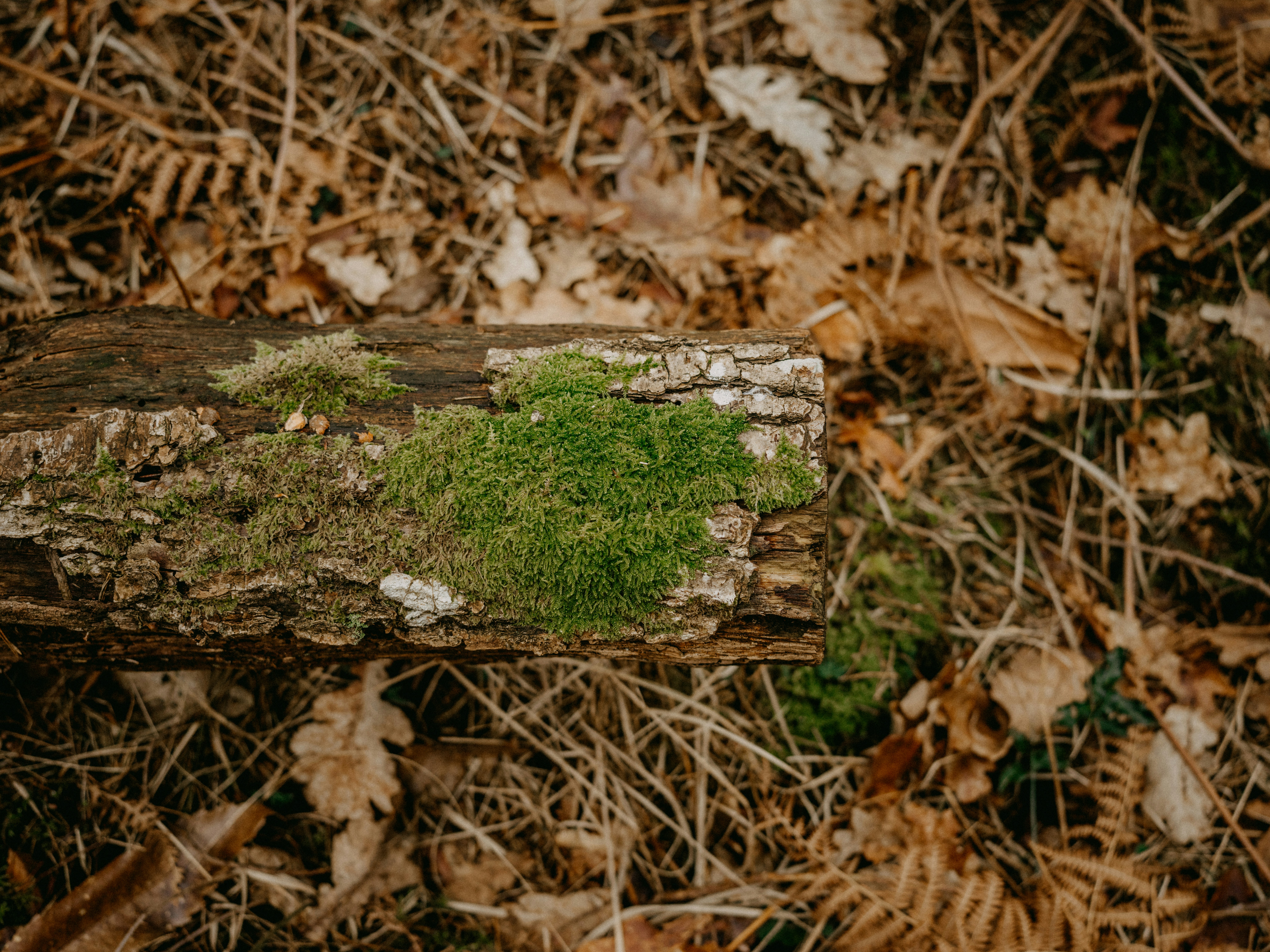 Photo by anniespratt