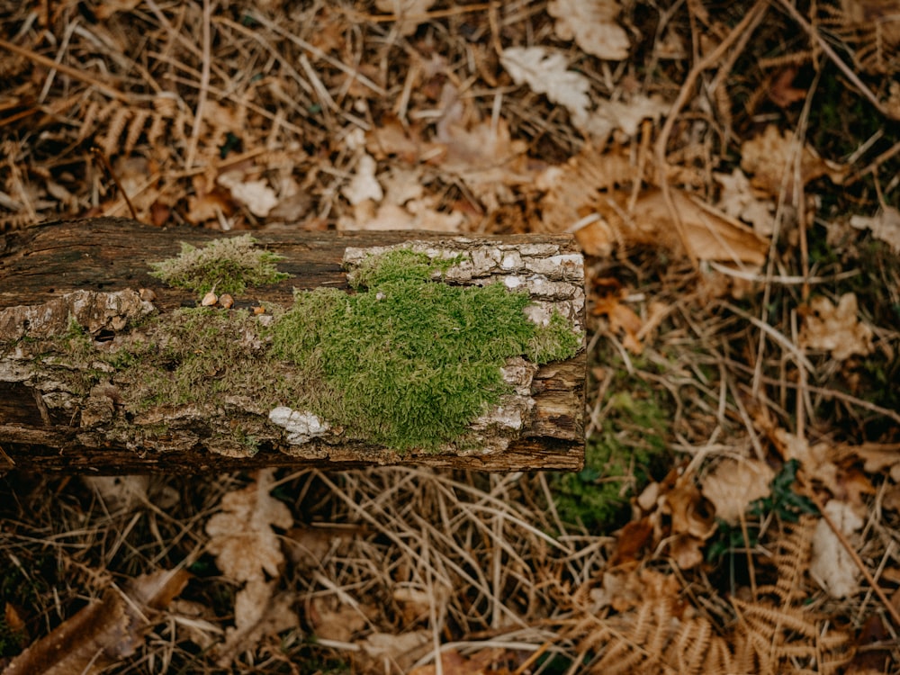 un pezzo di legno con muschio che cresce su di esso