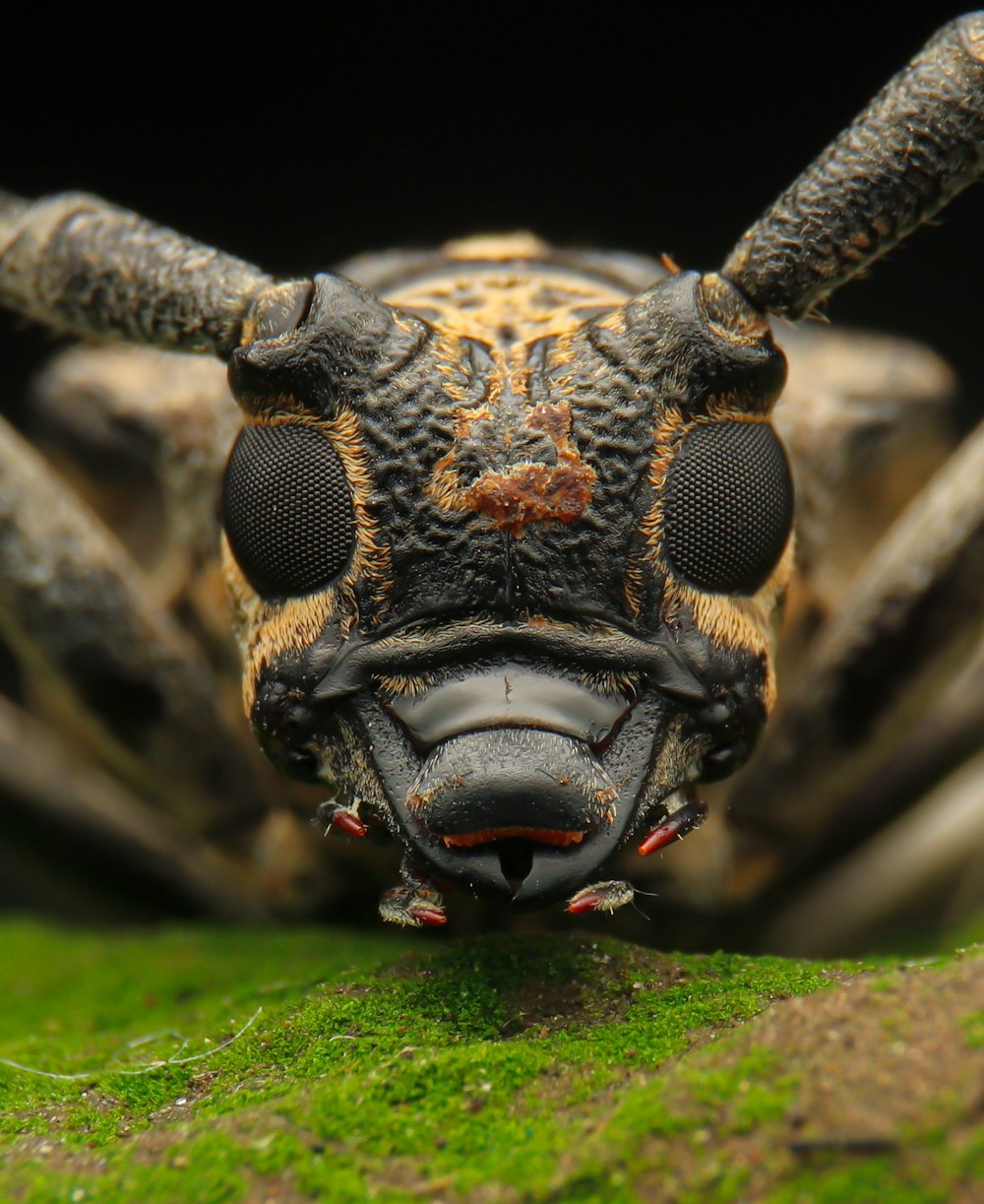 a close up of a bug on a leaf