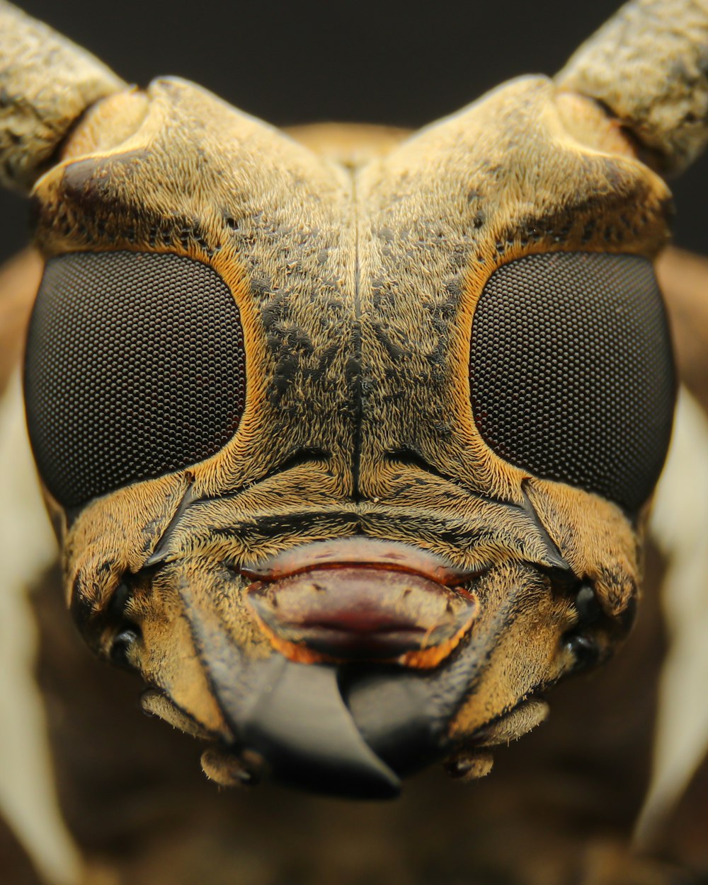 a close up picture of a bug's face