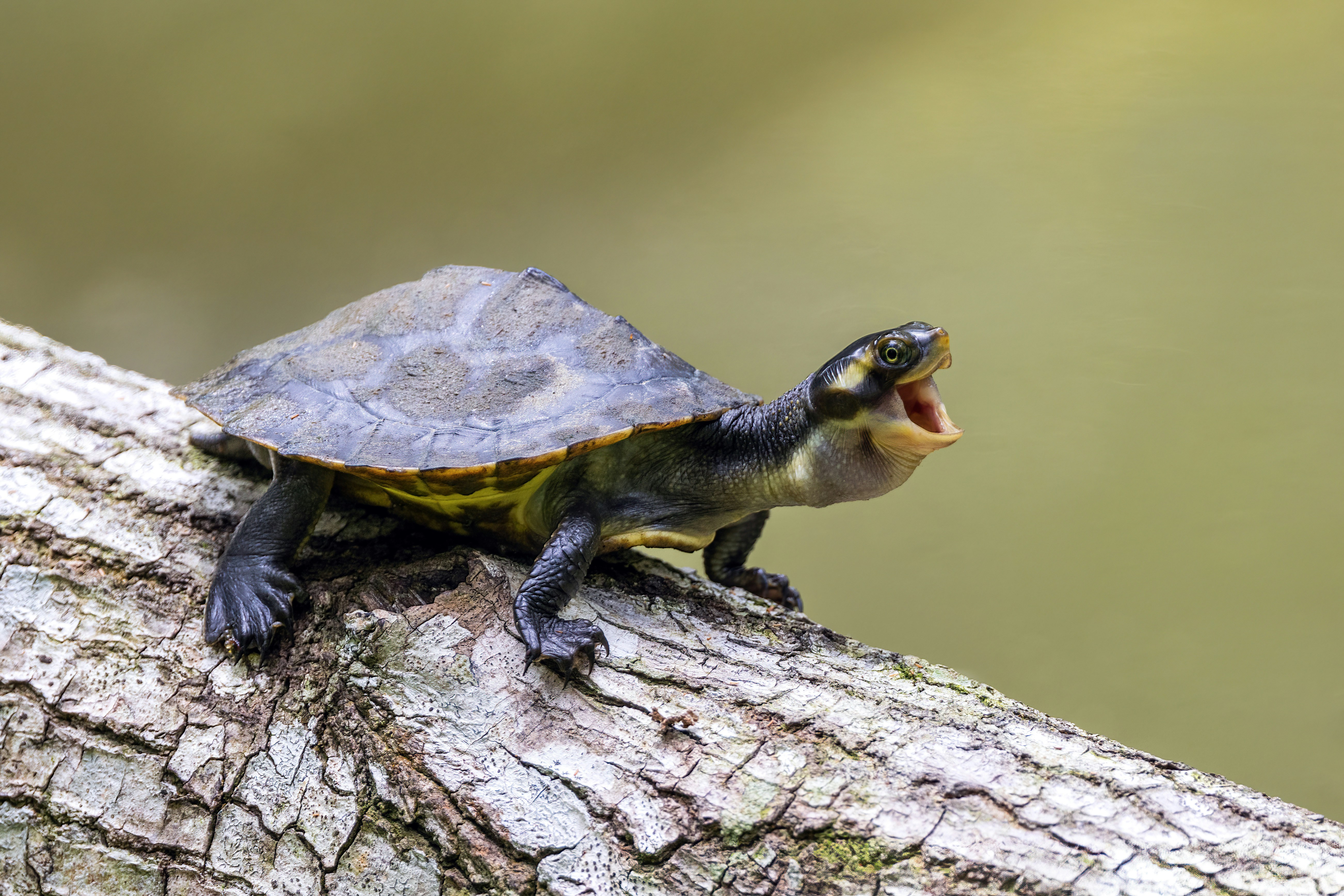 a small turtle sitting on top of a tree branch
