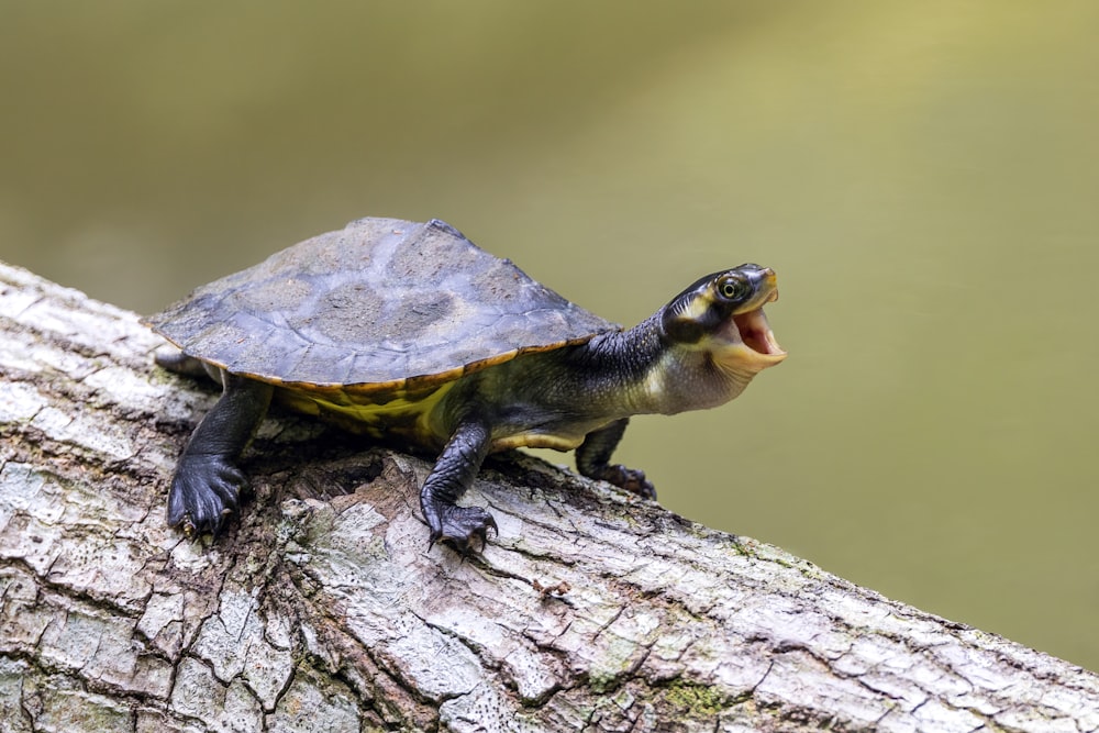 a small turtle sitting on top of a tree branch