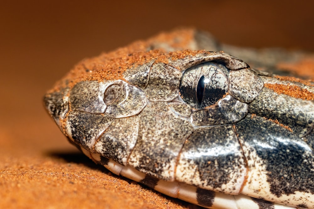 a close up of a bug on the ground