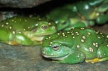 A group of small, spotted frogs gathered near a calm pond at dusk.
