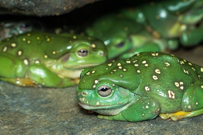 A group of small, spotted frogs gathered near a calm pond at dusk.