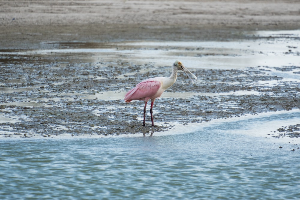 a pink and white bird standing in shallow water
