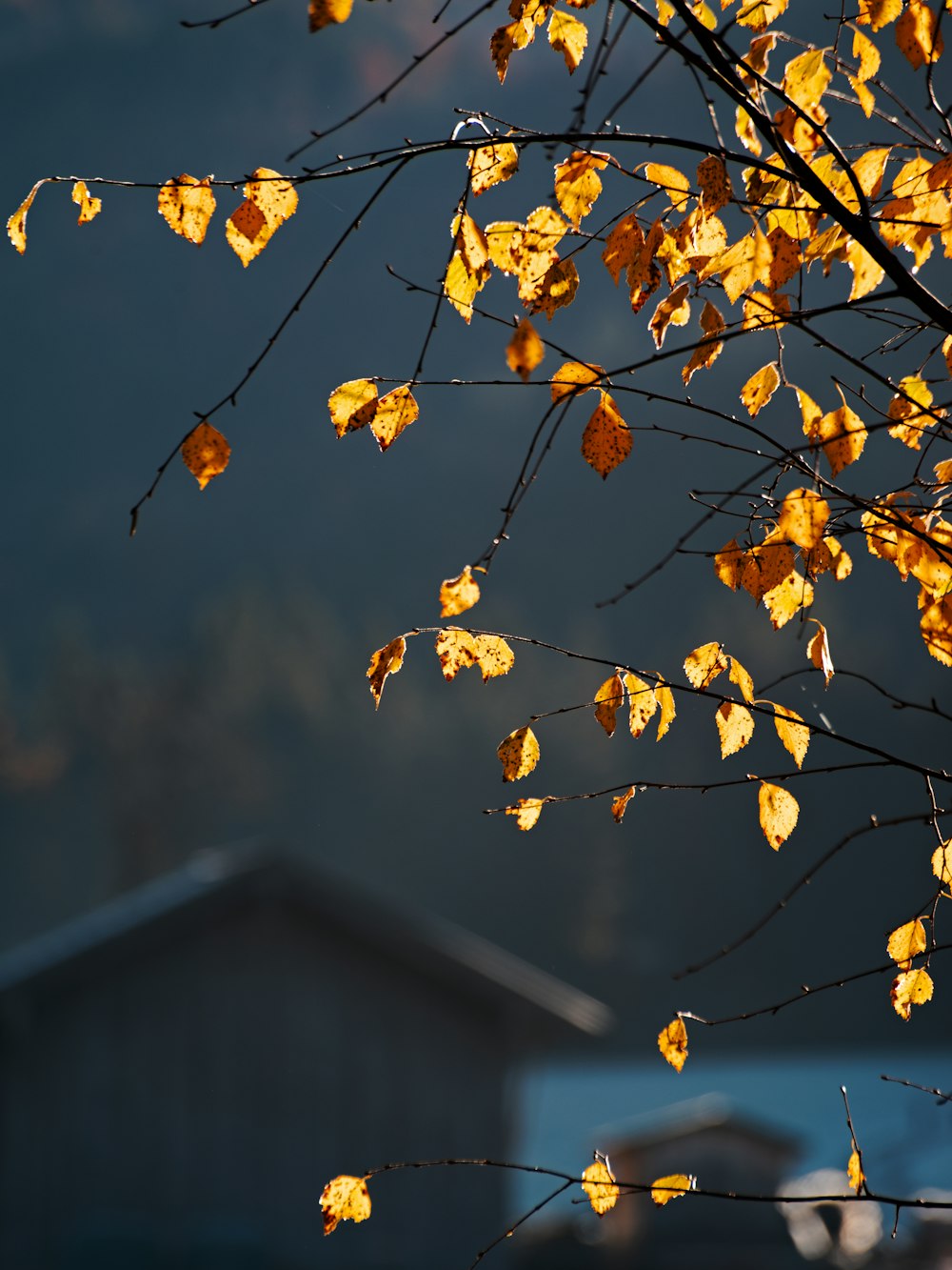 a tree with yellow leaves in front of a building