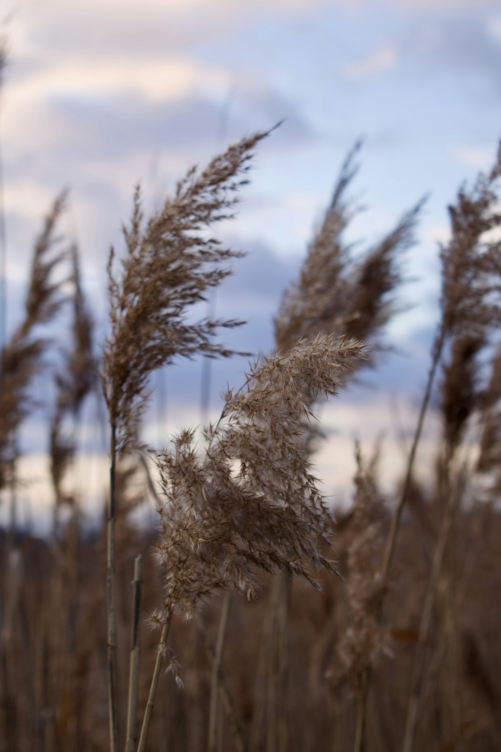 a close up of a bunch of plants with sky in the background