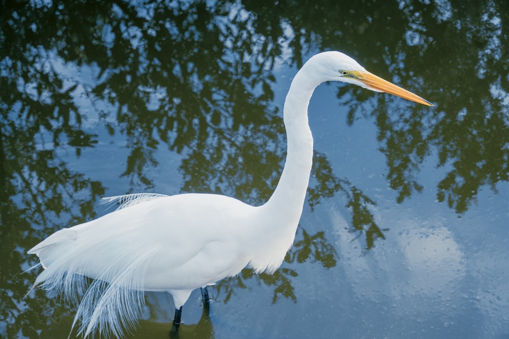 a large white bird standing in a body of water