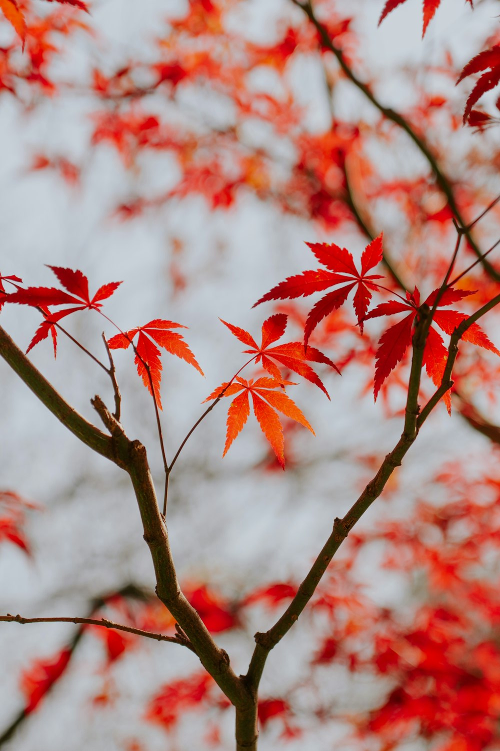 a tree with red leaves in front of a cloudy sky