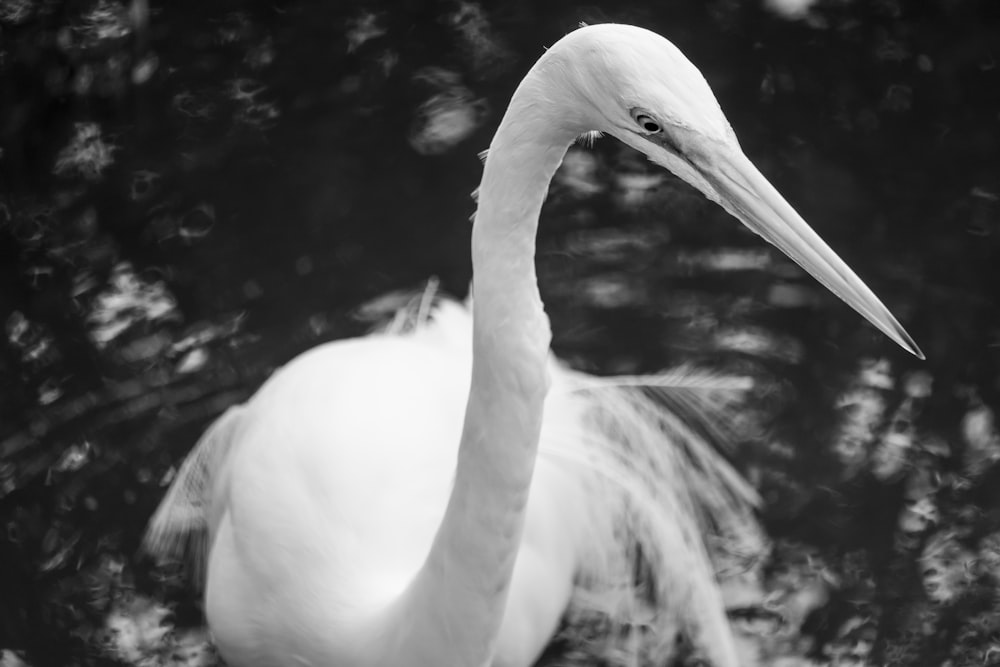 a white bird is standing in the water