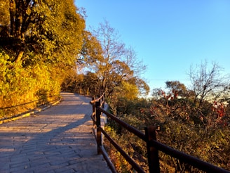 a person is standing on a path in the woods